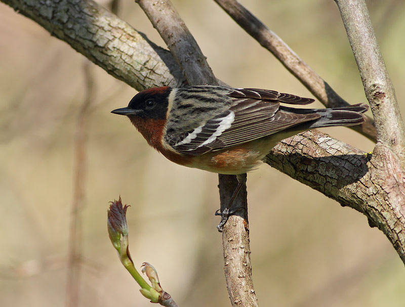 Bay-breasted Warbler