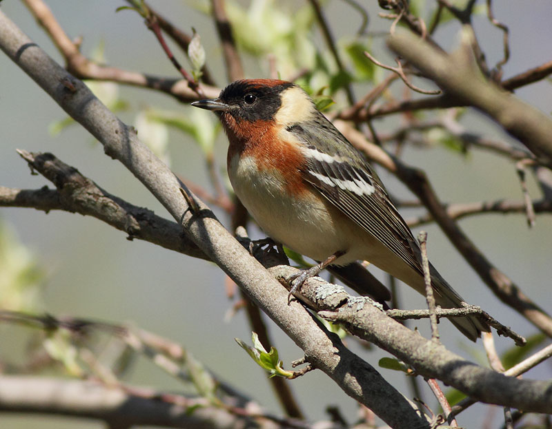 Bay-breasted Warbler