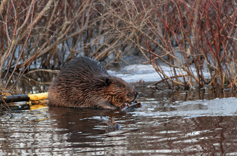 Beaver