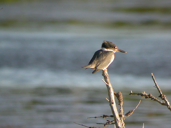 Belted Kingfisher