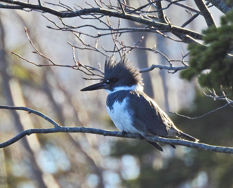 Belted Kingfisher