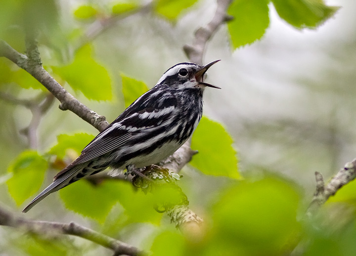 Black and White Warbler