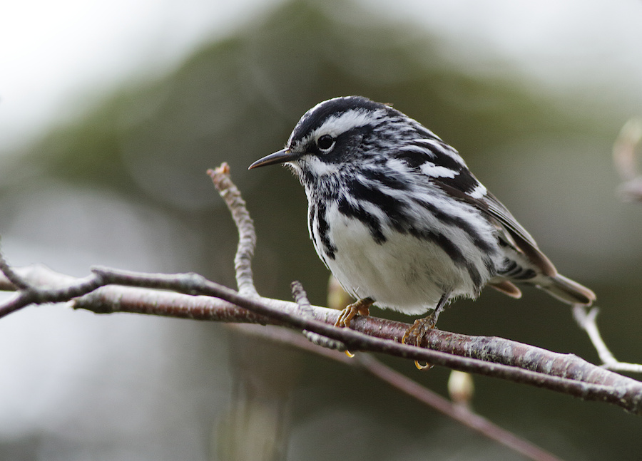 Black and White Warbler