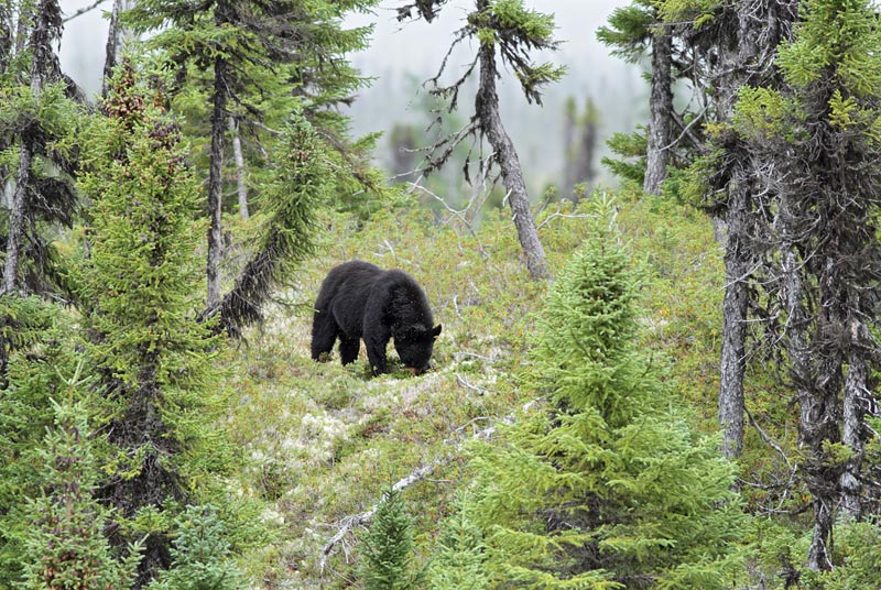 Black Bear