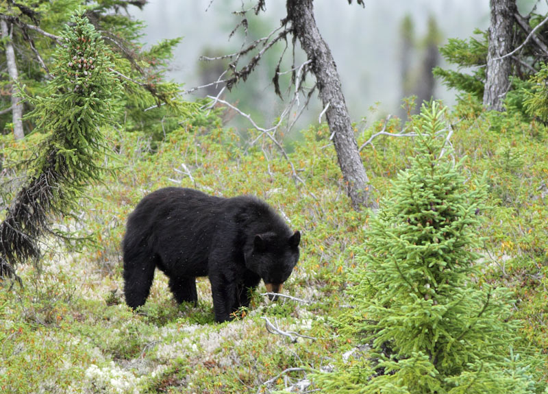 Black Bear
