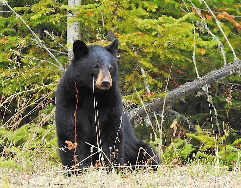 Black Bear