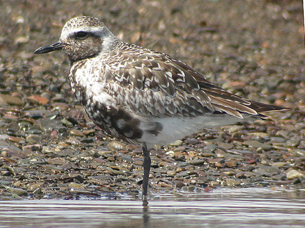 Black-bellied Plover