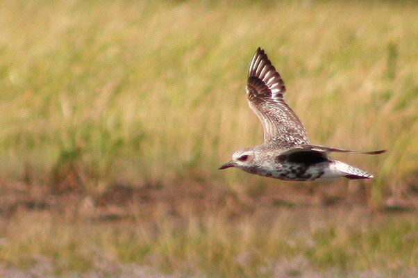 Black-bellied Plover