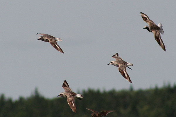 Black-bellied Plover