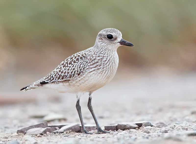Black-bellied Plover