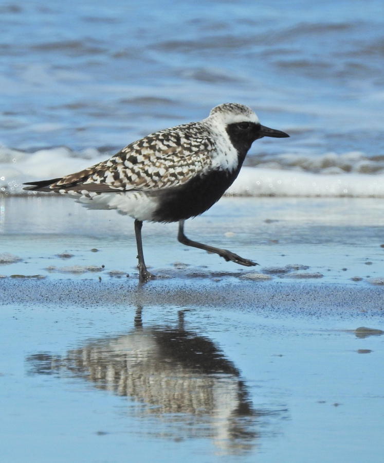 Black-bellied Plover