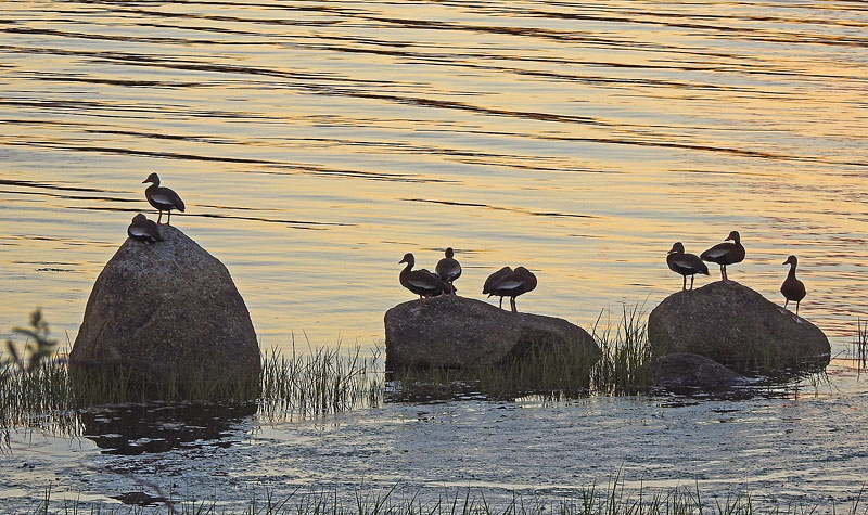 Black-bellied Whistling-duck