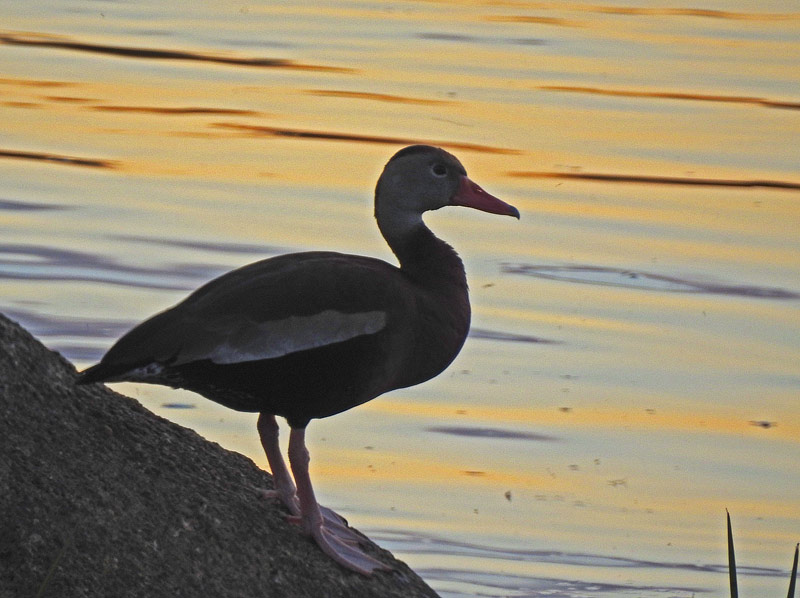 Black-bellied Whistling-duck
