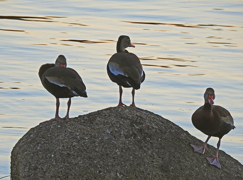 Black-bellied Whistling-duck