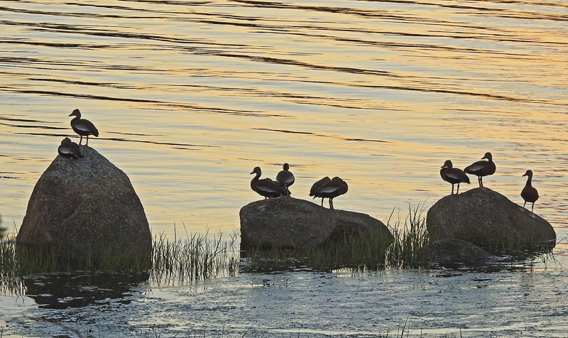 Black-bellied Whistling-duck