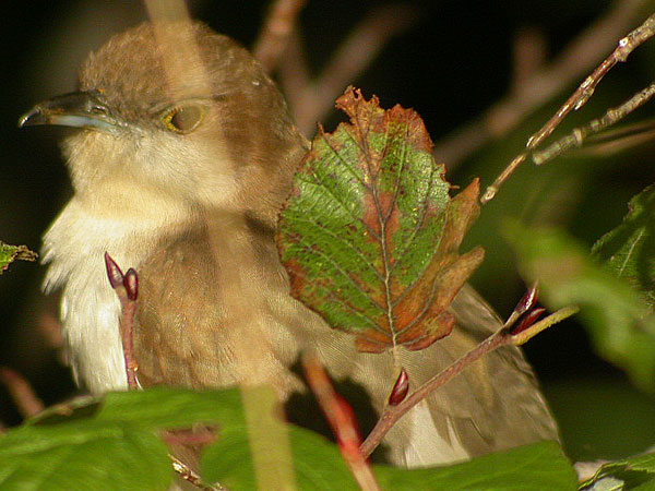 Black-billed Cuckoo
