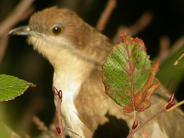 Black-billed Cuckoo