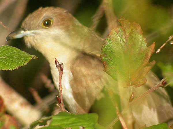 Black-billed Cuckoo