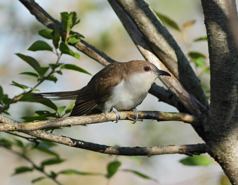 Black-billed Cuckoo
