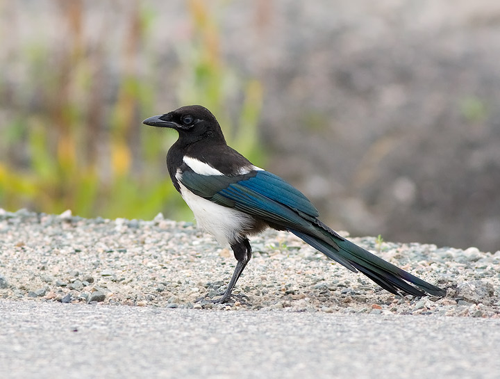 Black-billed Magpie