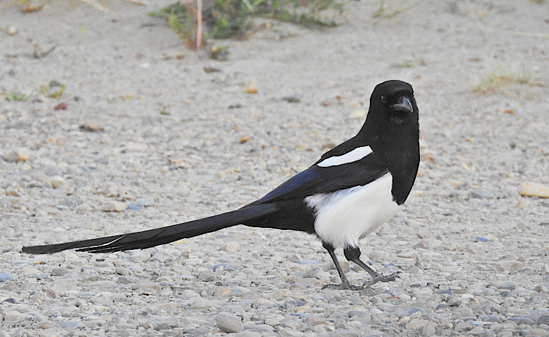 Black-billed Magpie