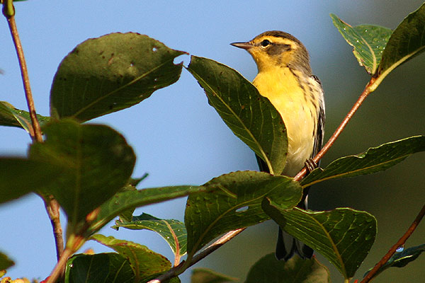 Blackburnian Warbler