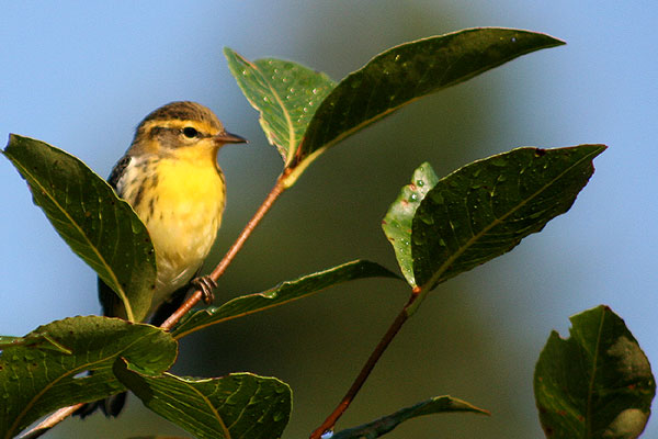 Blackburnian Warbler