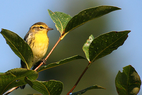 Blackburnian Warbler