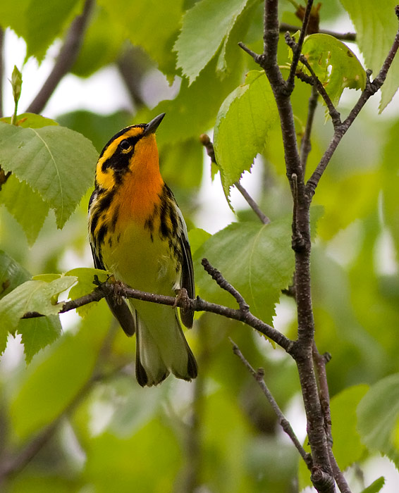 Blackburnian Warbler