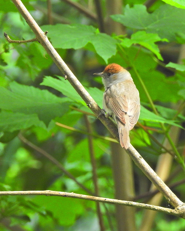 Blackcap