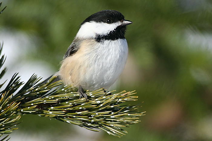 Black-capped Chickadee