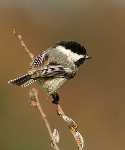 Black-capped Chickadee
