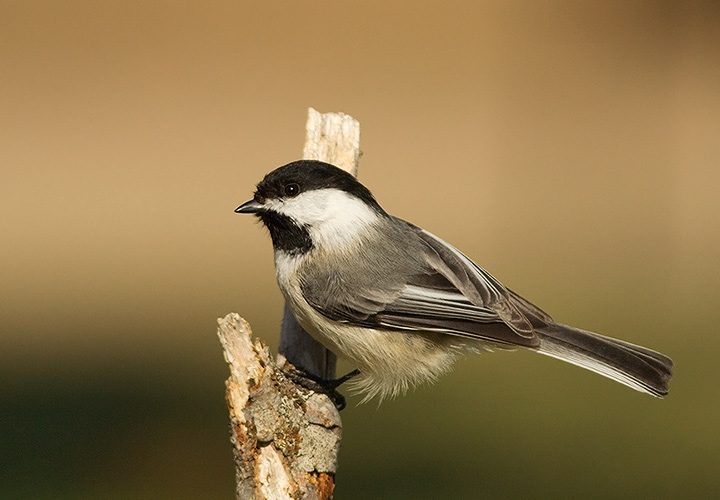 Black-capped Chickadee