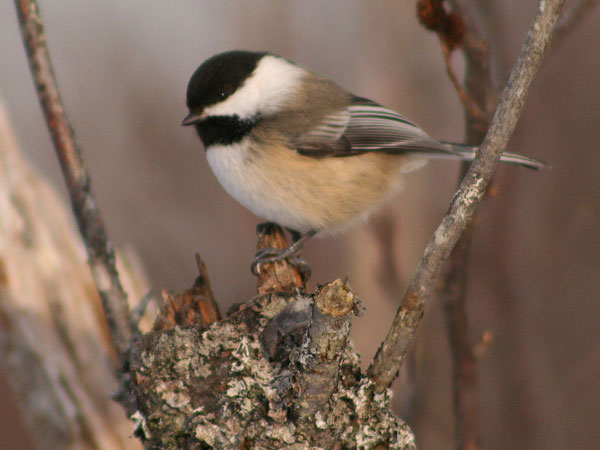 Black-capped Chickadee