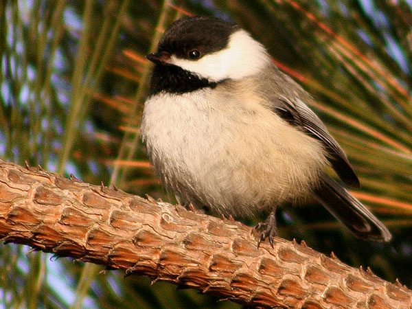 Black-capped Chickadee