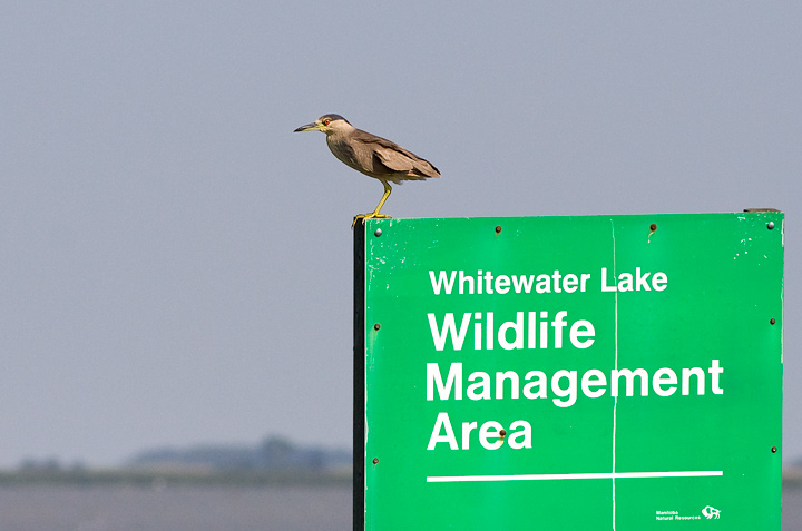 Black-crowned Night Heron