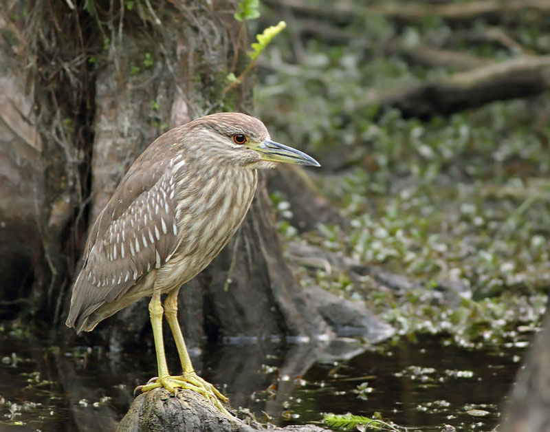 Black-crowned Night Heron