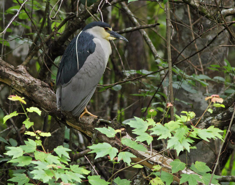 Black-crowned Night Heron