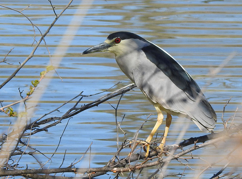Black-crowned Night-Heron