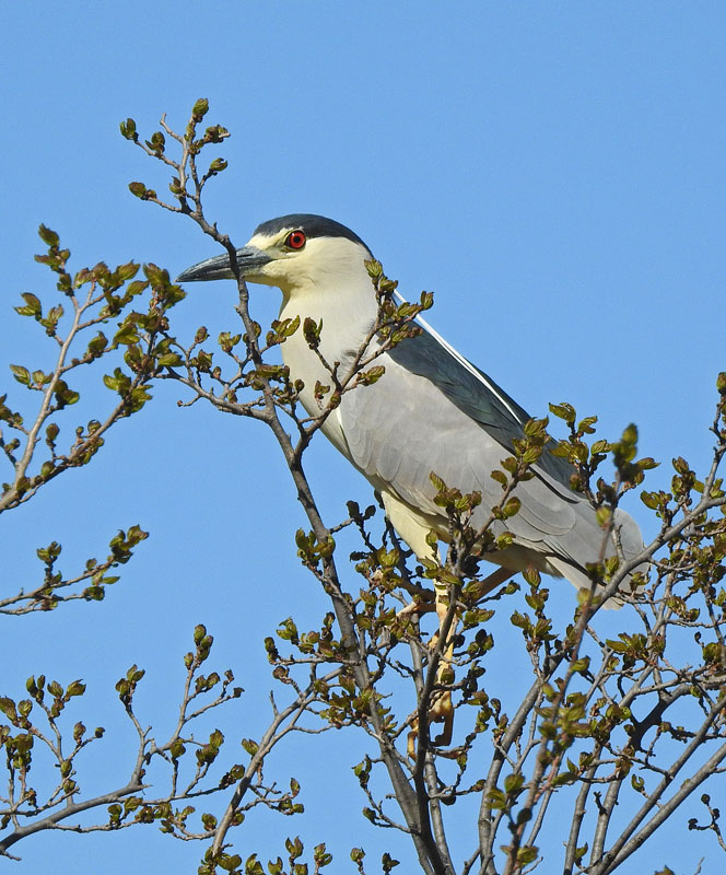 Black-crowned Night-Heron