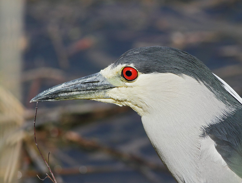 Black-crowned Night-Heron