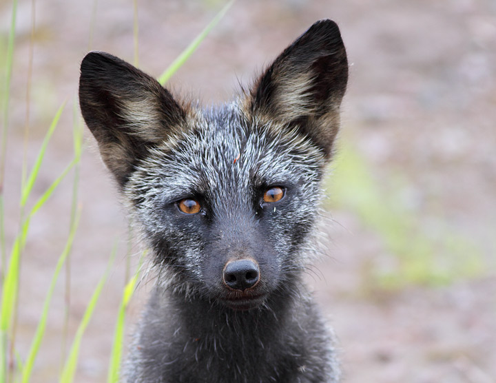 Black Fox