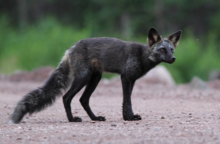 Black Fox