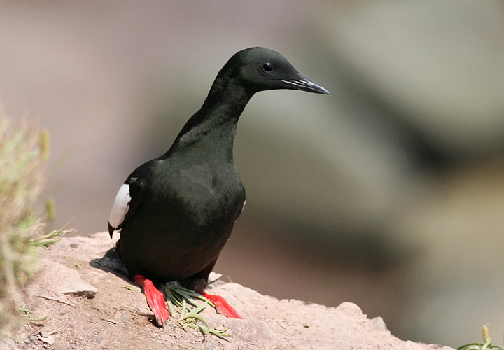 Black Guillemot
