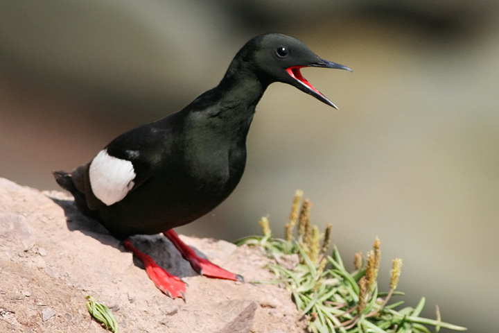 Black Guillemot