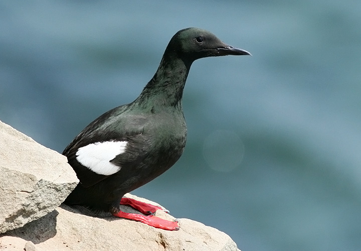 Black Guillemot