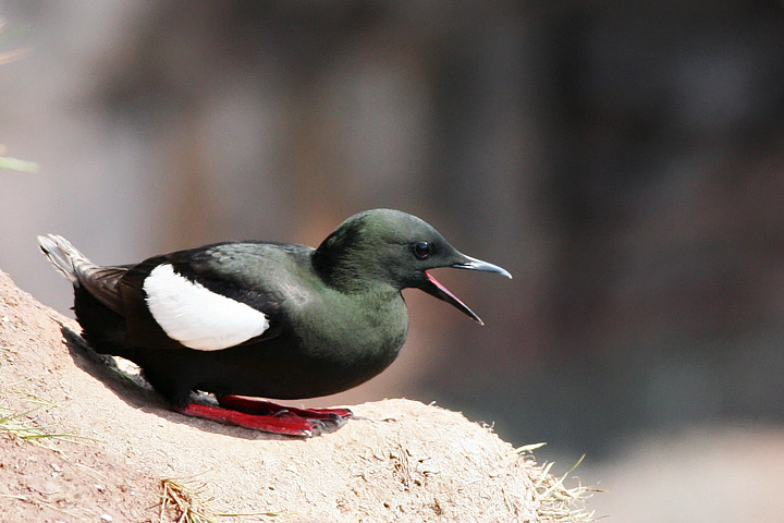 Black Guillemot