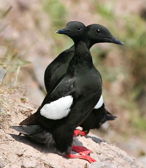 Black Guillemot