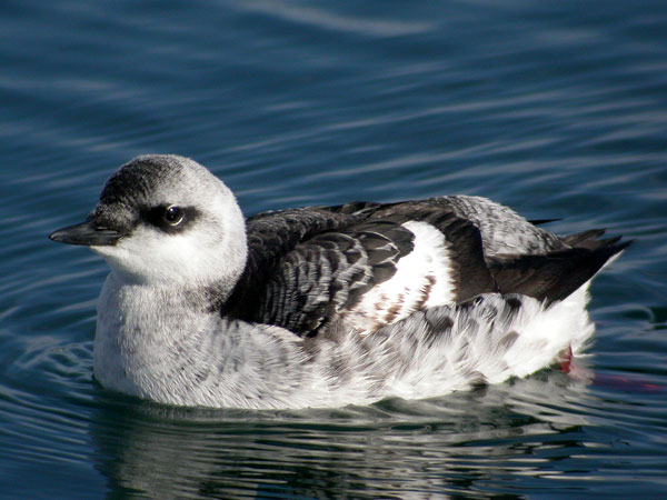 Blackguillemot