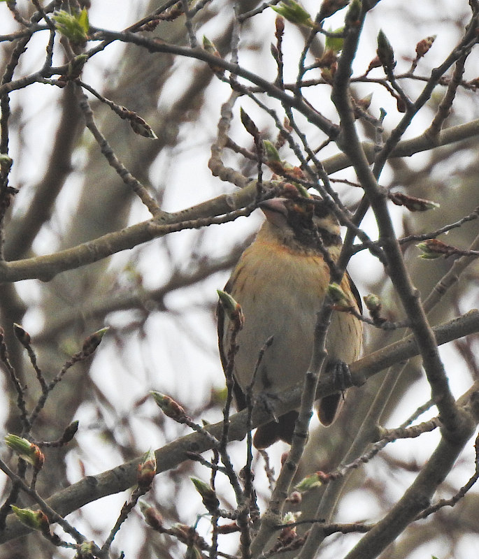 Black-headed Grosbeak